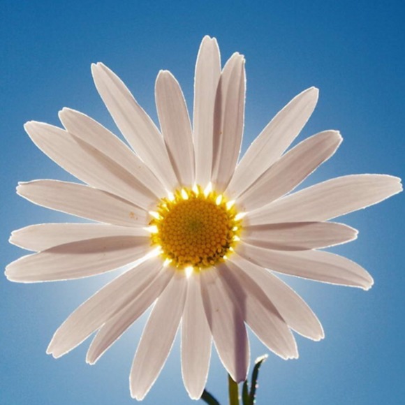 Meet the Posher Other - Meet your Posher, Daisy